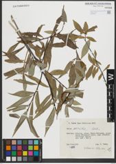 Foto von Salix rorida Laksch.